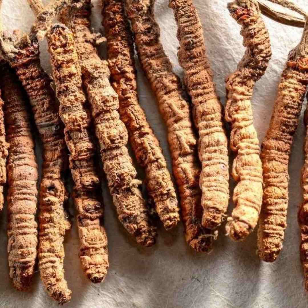 यार्सागुम्बा