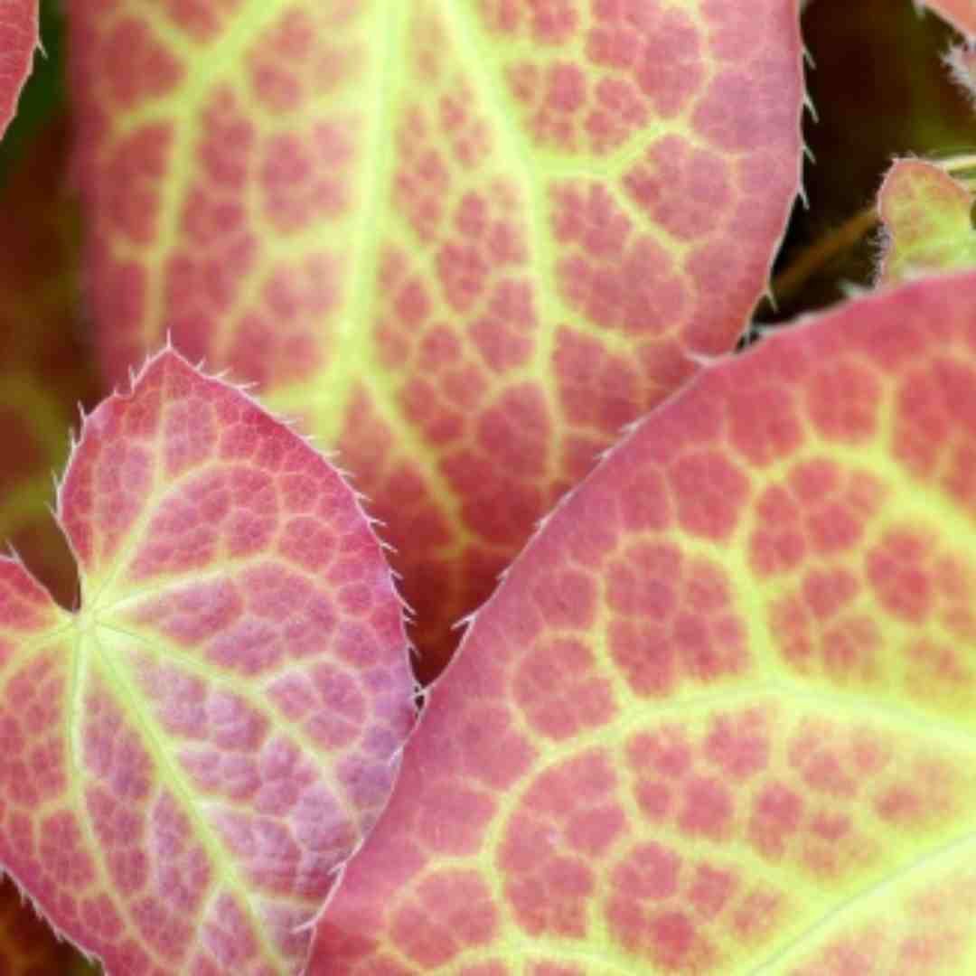 हॉर्नी गोट वीड